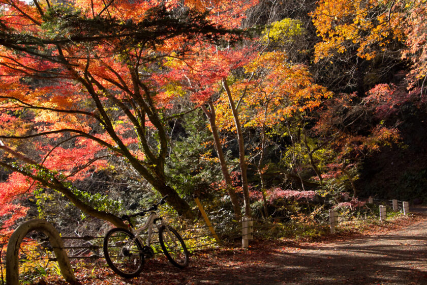 サイクリングフェスタ in 西多摩・奥武蔵 2025